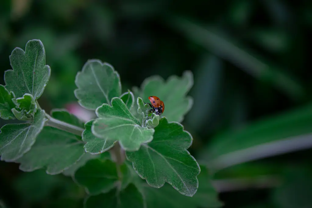 戀上療癒系植偶：多肉泰迪熊的獨特魅力