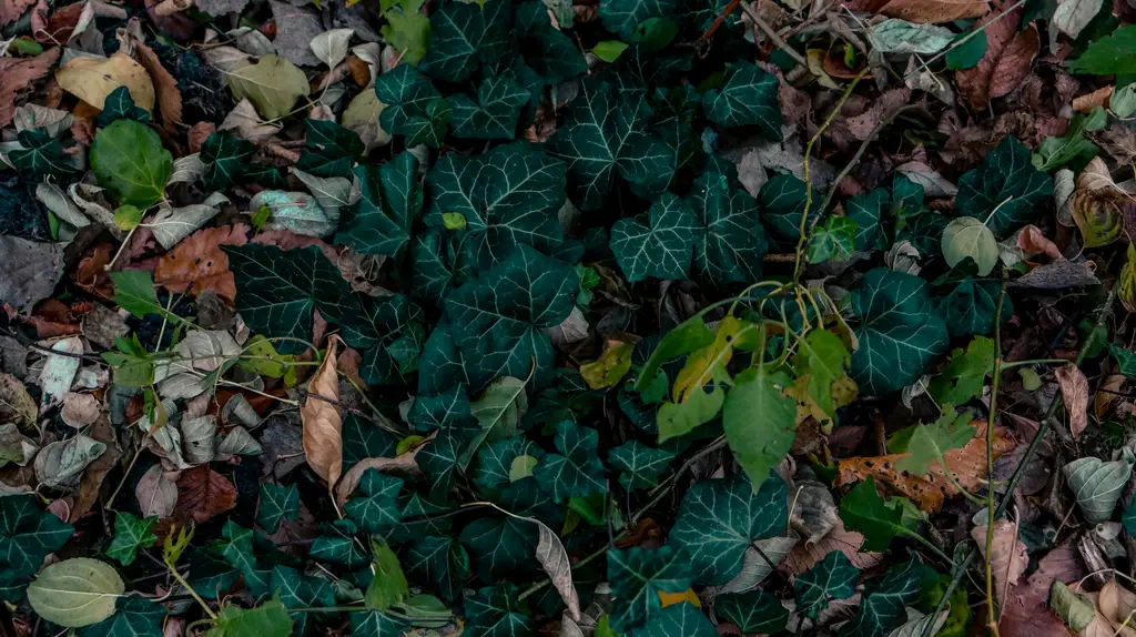 多肉圖鑑：綠意盎然的迷你植物天堂