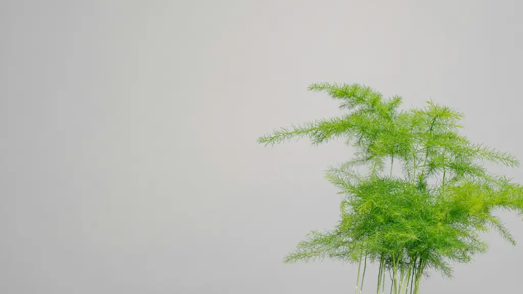 多肉控必看！與艾倫一起踏上多肉植物的奇幻旅程