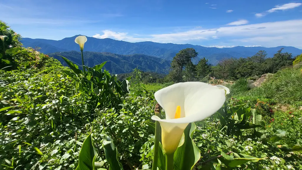 山地玫瑰多肉植物的全面照護指南