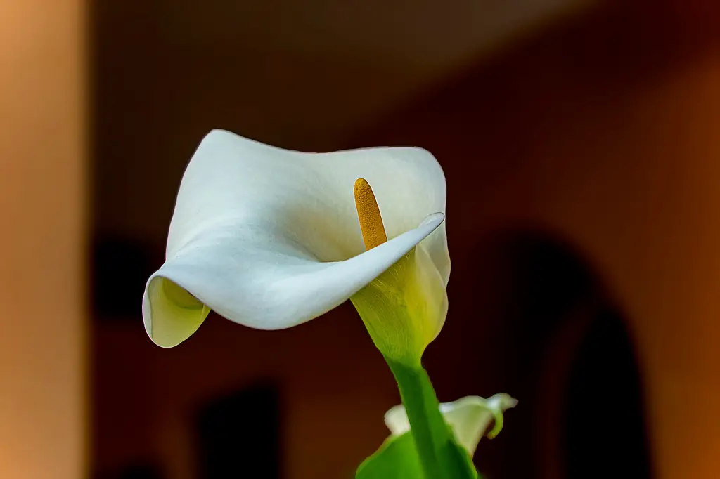 東美人石蓮花簡介