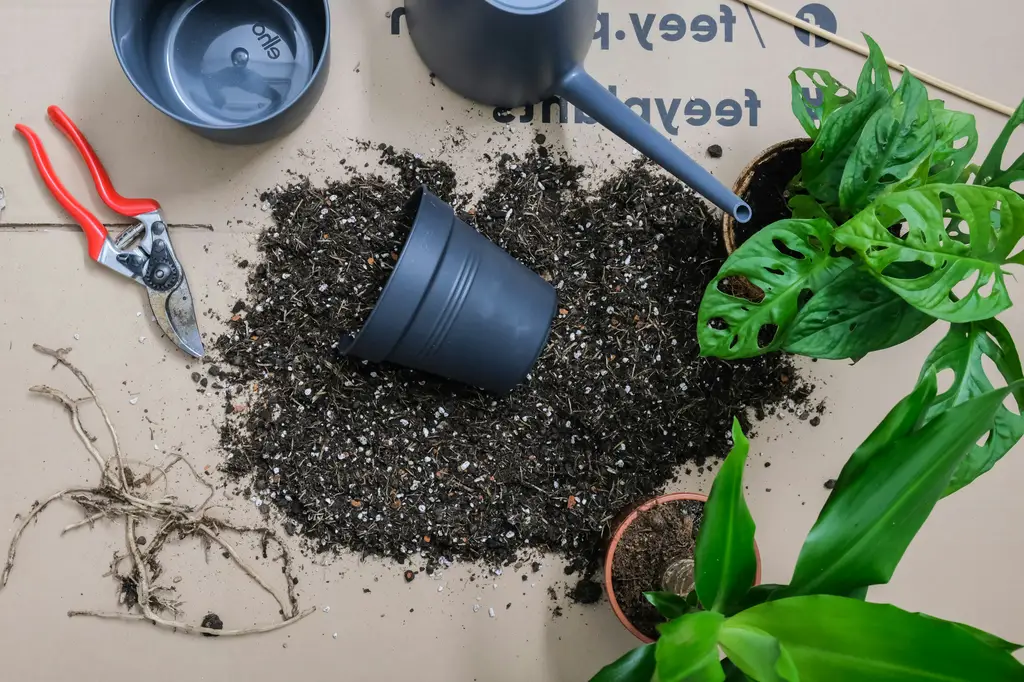 東雲多肉植物：台灣多肉愛好者的夢幻逸品